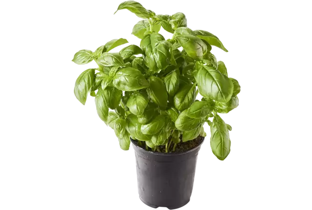 BIO Basilicum in pot doos 2st stuk